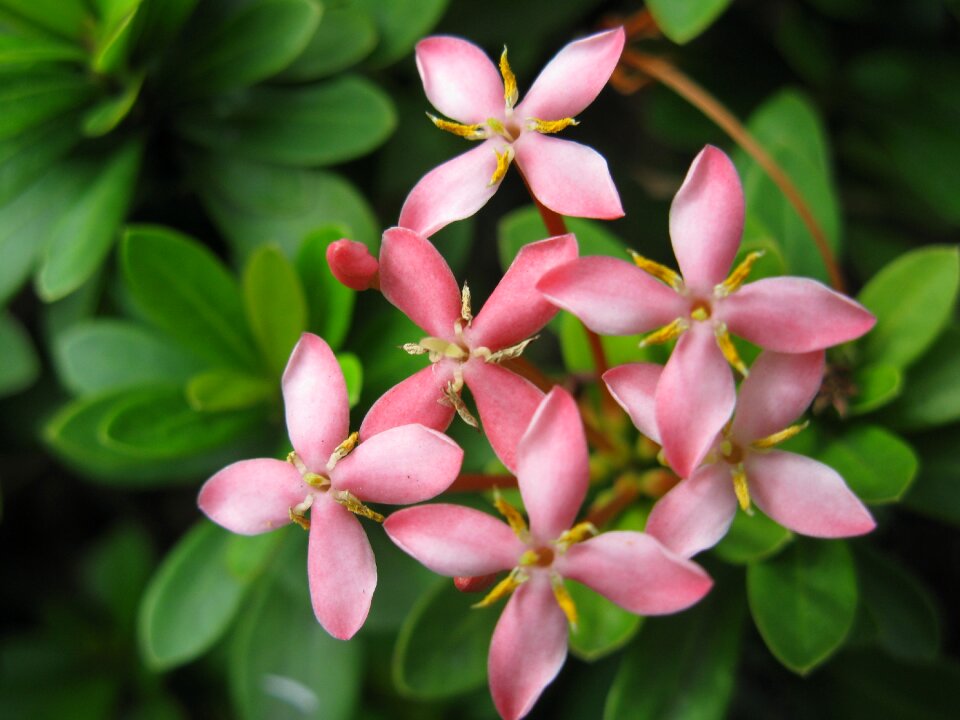 Floral plants natural