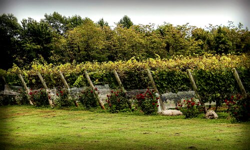 Wine vine harvest