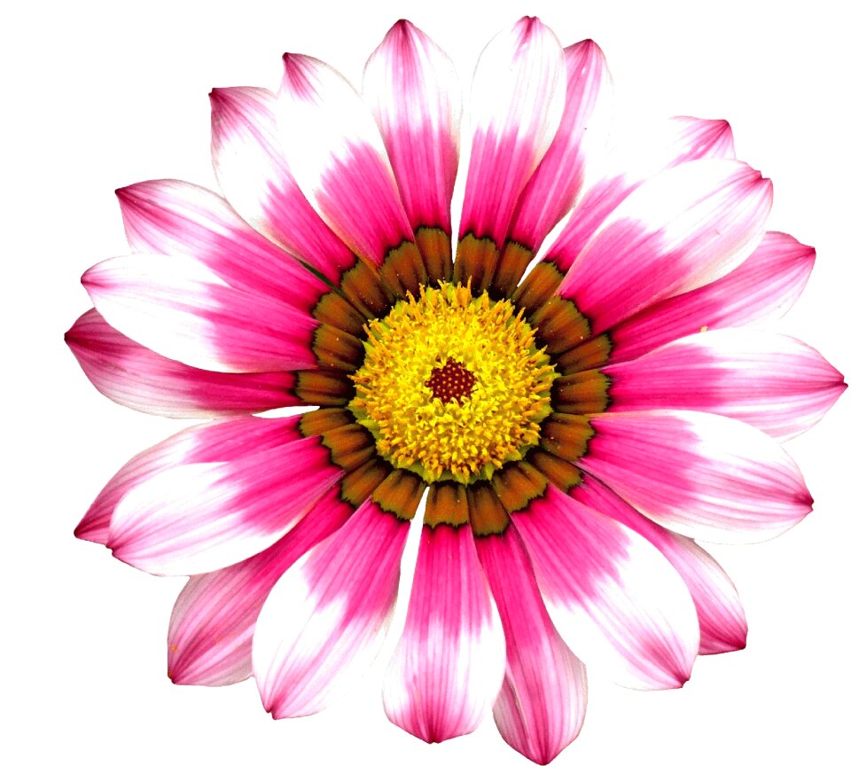 Plant bloom flowers