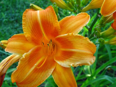 Spring beautiful orange
