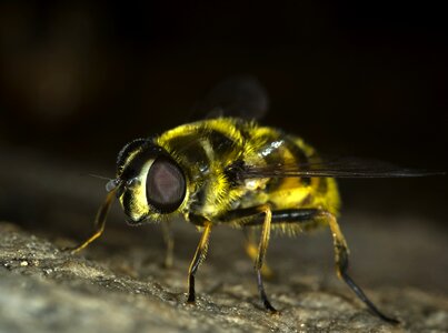 Bug macro nature