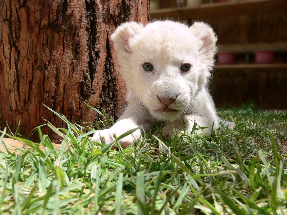 White lion cute baby