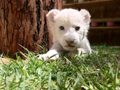 White lion cute baby photo