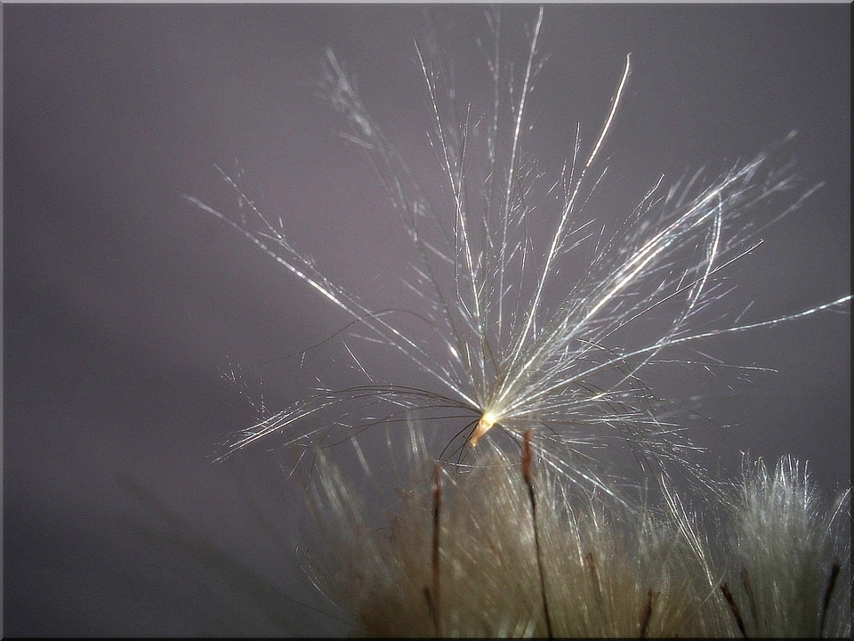 Meadow seeds thistle