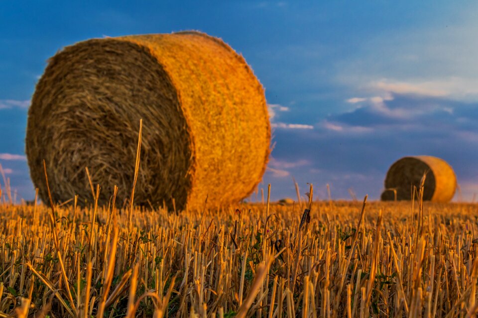 Harvest rural landscape arable land
