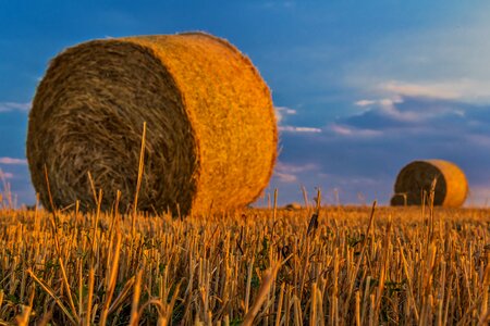 Harvest rural landscape arable land