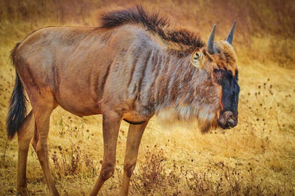 Wildlife serengeti ngorogoro crater