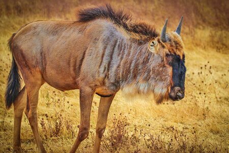 Wildlife serengeti ngorogoro crater