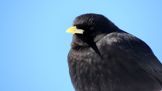 Bird termszet thrush