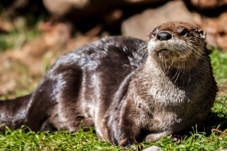 Freshwater lying grass otter