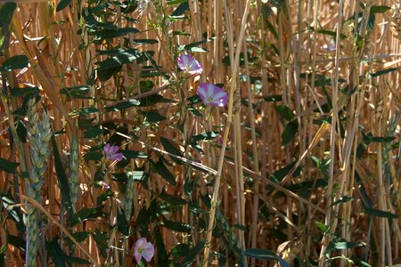 Wild flowers weed bindweed