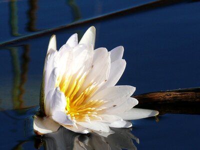 Safari water lily water
