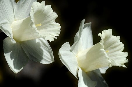 Spring white bloom photo