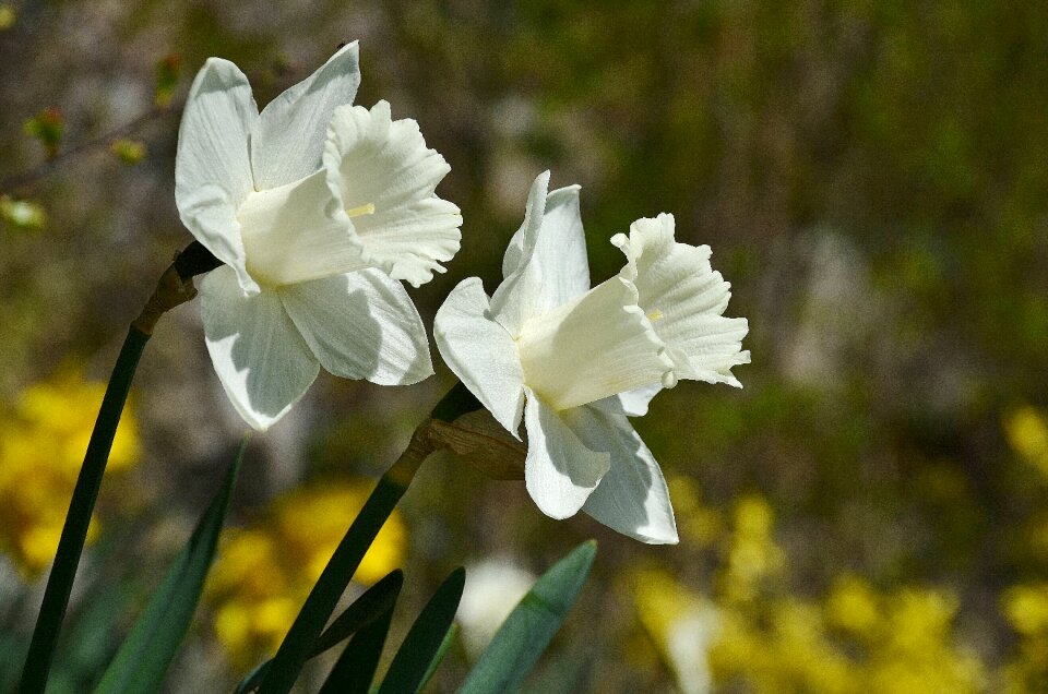 Petals floral gardens photo