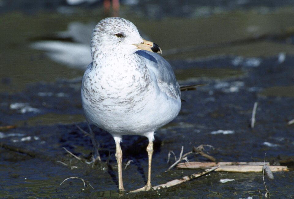 Usa gull california