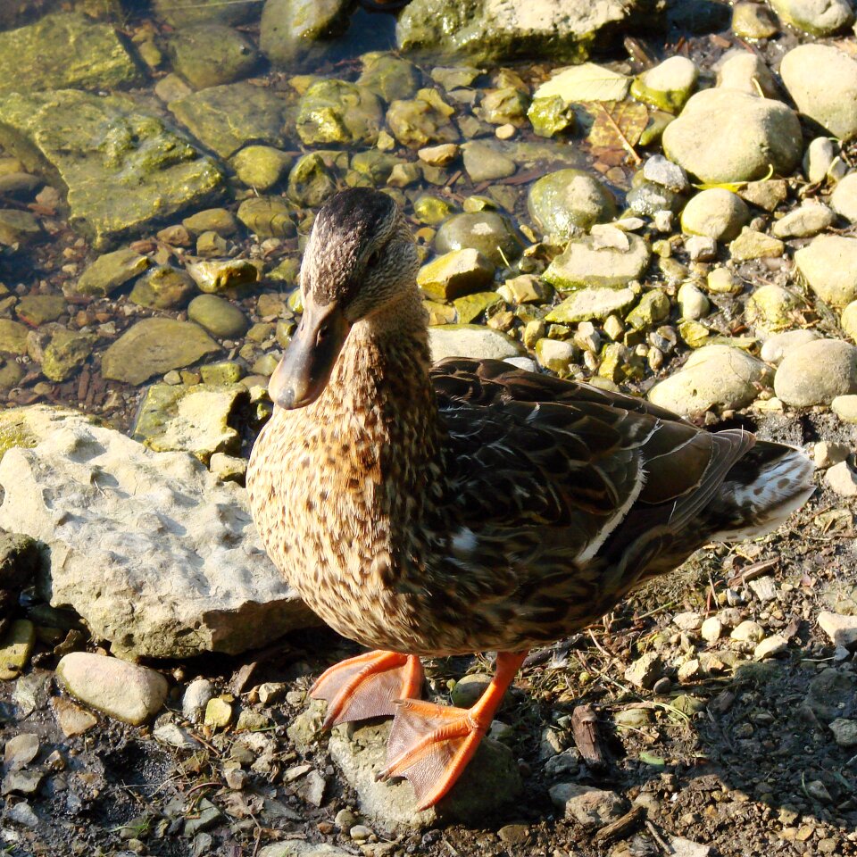 Wildlife fauna avifauna