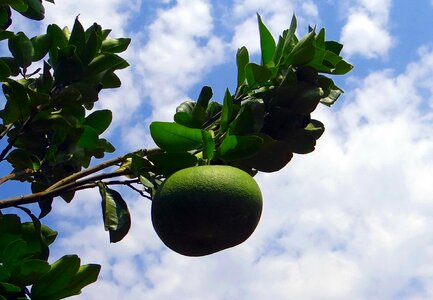 Citrus fruit tree photo