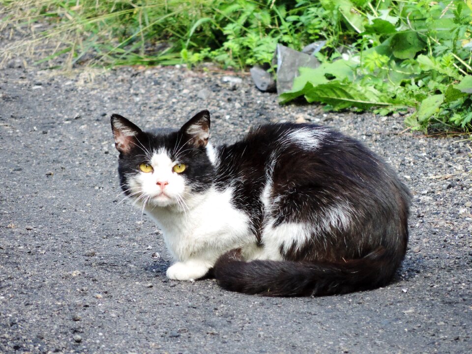 Kitten tomcat fur photo