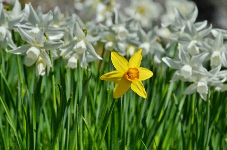 Single yellow white