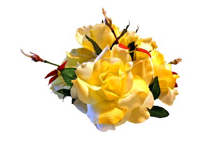 Rose blooms yellow spring photo