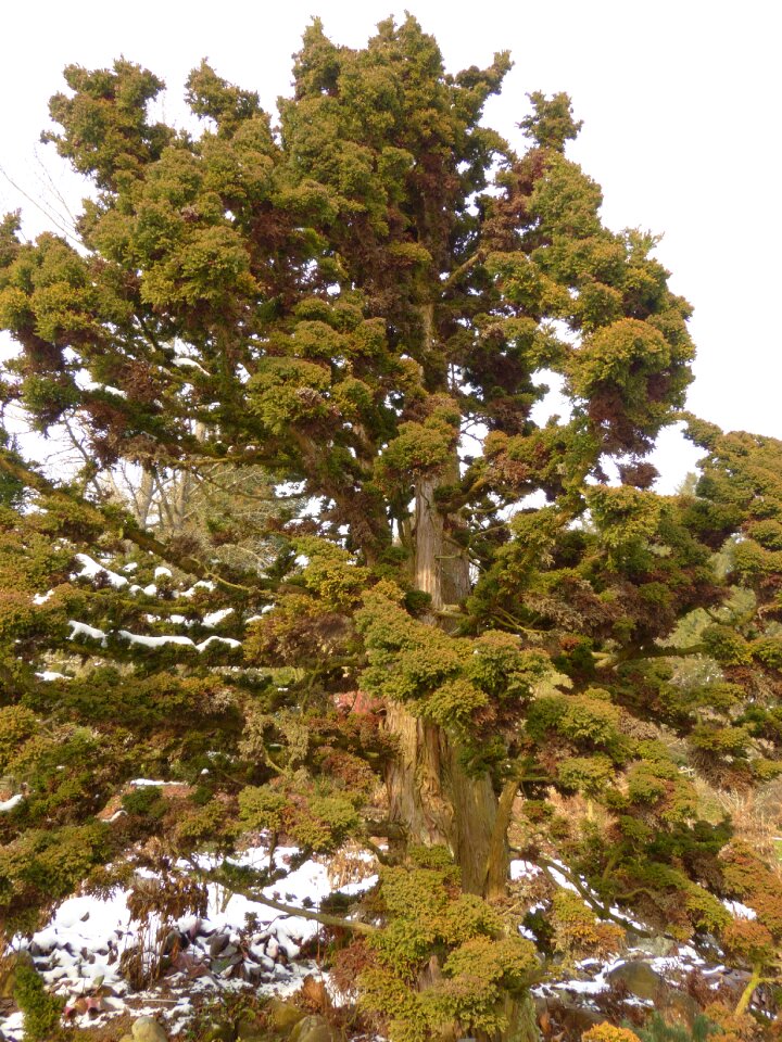 Taxodiaceae tree plant