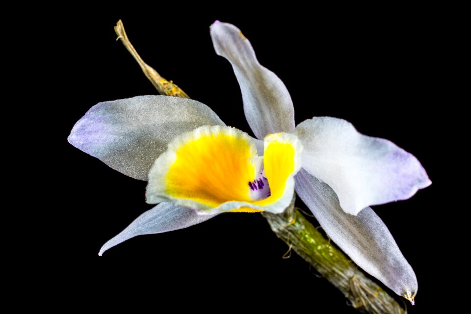 Bloom flower white purple yellow