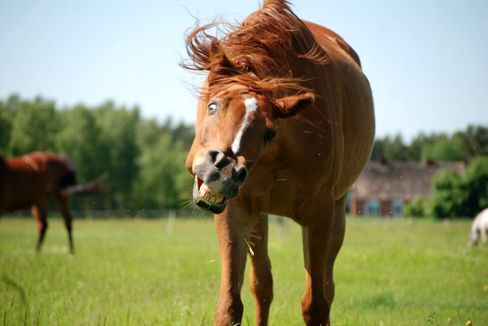 Horse animal catwalk