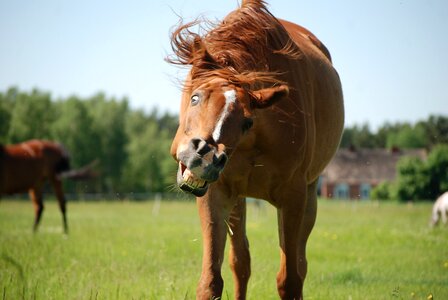 Horse animal catwalk