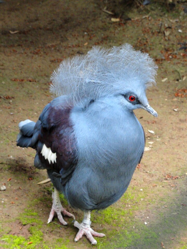 Gouda cristata feathers blue
