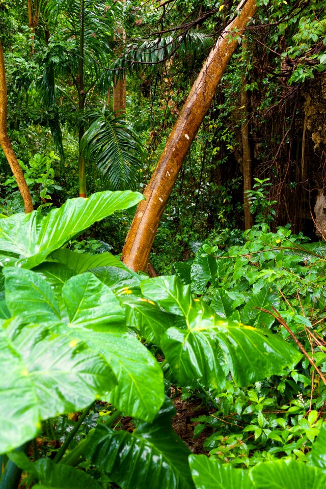 Flora foliage forest