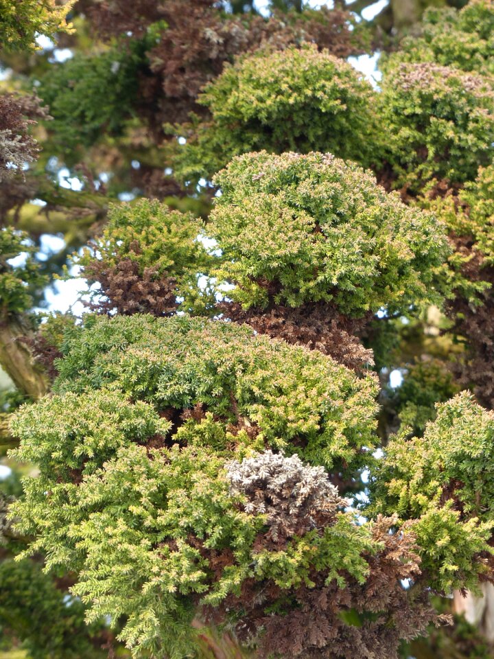 Taxodiaceae tree plant