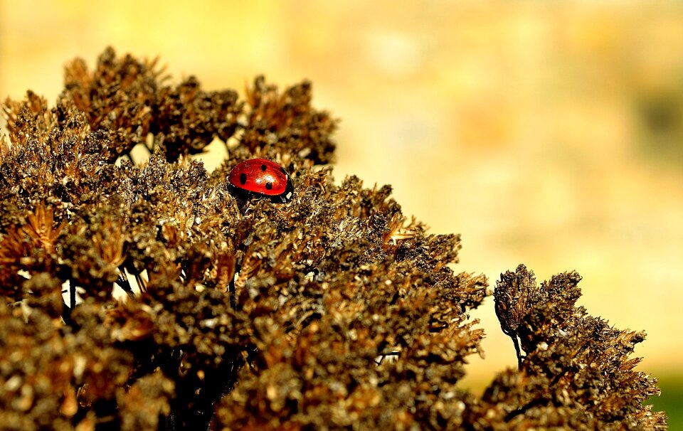 Season insect animal