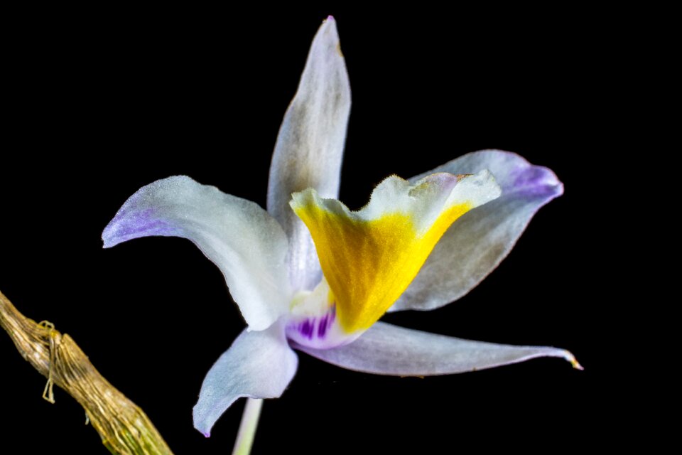 Bloom flower white purple yellow
