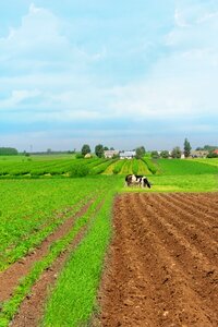 View field crops sky