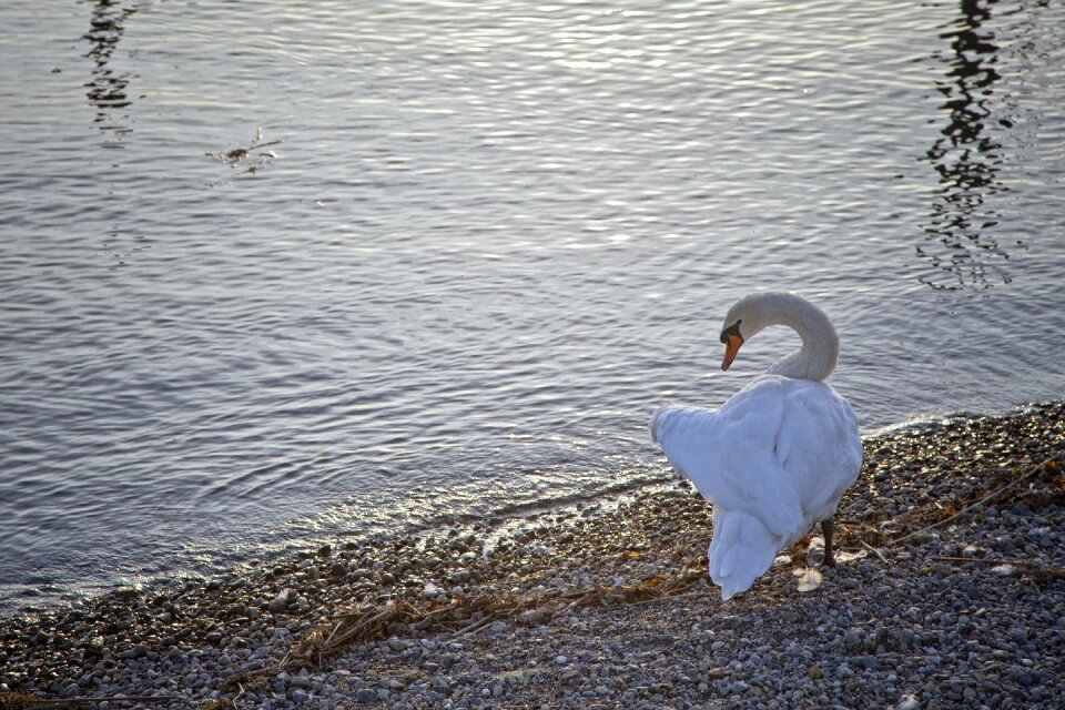 Bird abendstimmung sunset