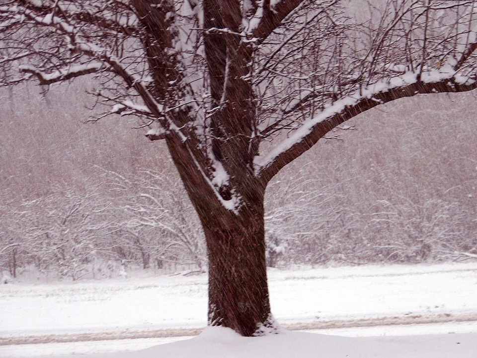 Snow trees christmas