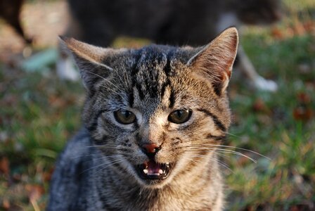 Kitten animal charming
