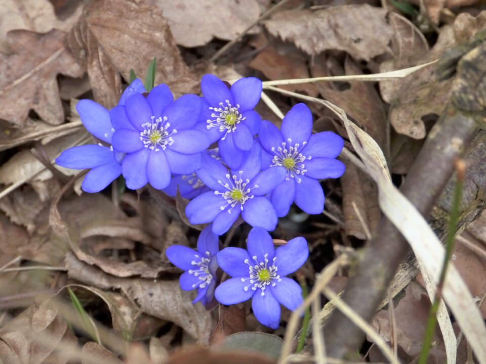 Hepatica nobilis ranunculaceae flower