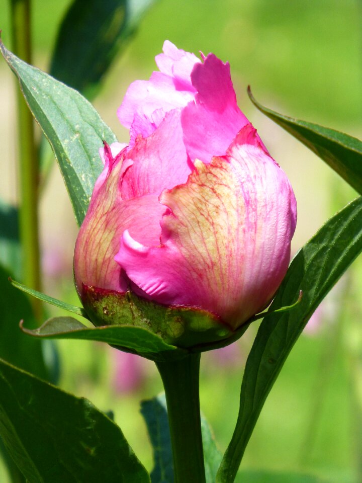 Style blossom bloom