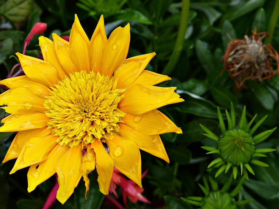 Flower waterdrops rain