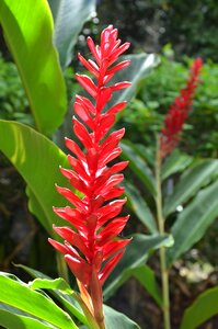 Flower jungle red