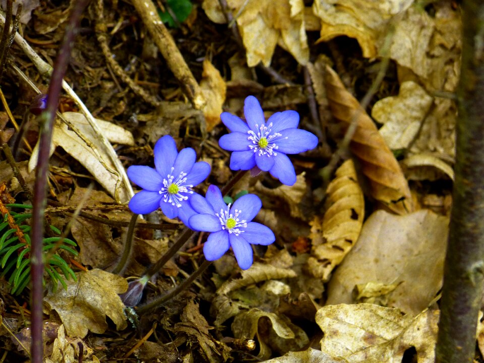 Hepatica nobilis ranunculaceae flower