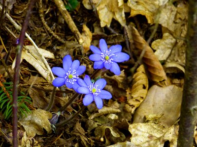 Hepatica nobilis ranunculaceae flower photo