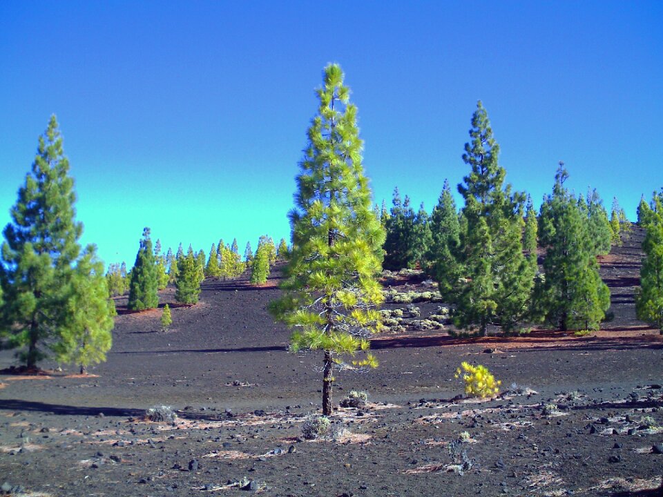 Tree nature tenerife