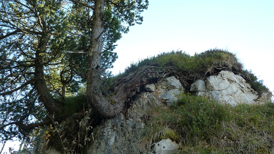 Allgäu tree rock