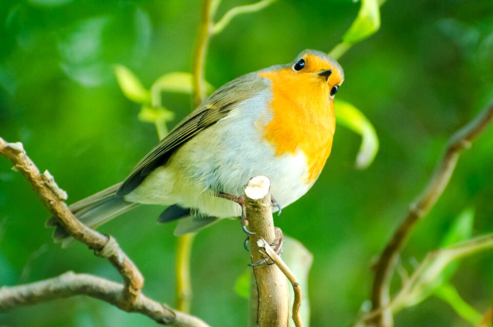 Happy animals nature