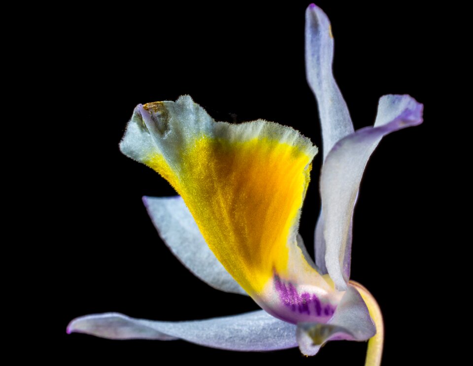 Bloom flower white purple yellow