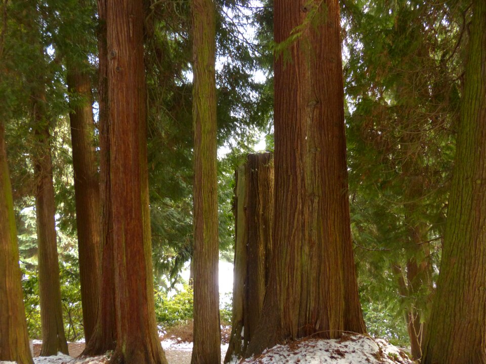 Nature huge thuja plicata