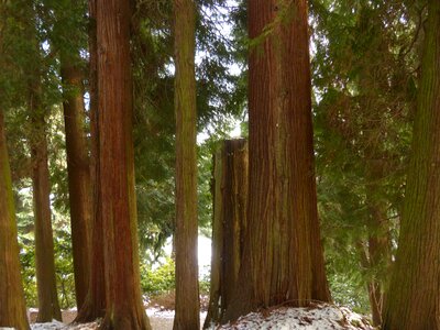 Nature huge thuja plicata