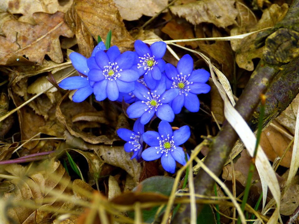 Hepatica nobilis ranunculaceae flower